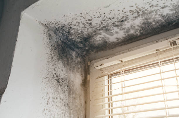 Affordable Attic Mold Remediation solutions in Coats, NC